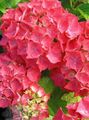 rouge Des Arbustes Hortensia, Lacecap Photo et les caractéristiques