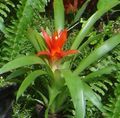 red Herbaceous Plant Guzmania Photo and characteristics