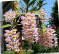 pink Herbaceous Plant Dendrobium Orchid Photo and characteristics