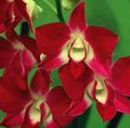 red Herbaceous Plant Dendrobium Orchid Photo and characteristics