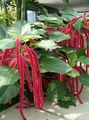  Cat Tail, Chenille Plant, Red Hot Cattail, Foxtail, Red Hot Poker Flower shrub, Acalypha hispida red Photo