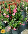 შიდა მცენარეები Dipladenia, Mandevilla ყვავილების დაკიდებული ქარხანა ვარდისფერი სურათი
