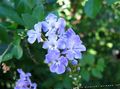 Indoor Plants Duranta, Honey Drops, Golden Dewdrop, Pigeon Berry Flower tree light blue Photo