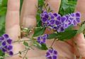 Indoor Plants Duranta, Honey Drops, Golden Dewdrop, Pigeon Berry Flower tree purple Photo
