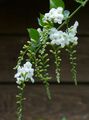 Indoor Plants Duranta, Honey Drops, Golden Dewdrop, Pigeon Berry Flower tree white Photo