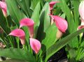 Topfpflanzen Aronstab Blume grasig, Zantedeschia rosa Foto