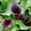 claret Herbaceous Plant Arum lily Photo and characteristics