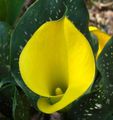 Topfpflanzen Aronstab Blume grasig, Zantedeschia gelb Foto