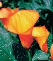 Topfpflanzen Aronstab Blume grasig, Zantedeschia orange Foto