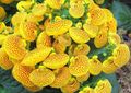 Indoor Plants Slipper flower herbaceous plant, Calceolaria yellow Photo