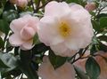 Indoor Plants Camellia Flower tree white Photo