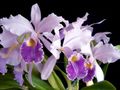 Topfpflanzen Cattleya Orchidee Blume grasig flieder Foto