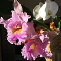 Topfpflanzen Cattleya Orchidee Blume grasig rosa Foto