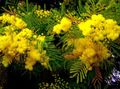 jaune Des Arbustes Acacia Photo et les caractéristiques