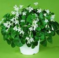 Indoor Plants Oxalis Flower herbaceous plant white Photo