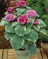 Indoor Plants Clerodendron Flower shrub, Clerodendrum pink Photo