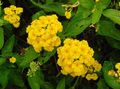 Indoor Plants lantana Flower shrub yellow Photo