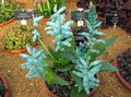 Topfpflanzen Cape Schlüsselblume grasig, Lachenalia hellblau Foto