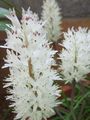 Indoor Plants Cape Cowslip Flower herbaceous plant, Lachenalia white Photo
