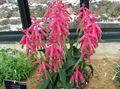 Indoor Plants Cape Cowslip Flower herbaceous plant, Lachenalia pink Photo