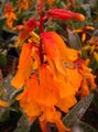 Topfpflanzen Cape Schlüsselblume grasig, Lachenalia orange Foto