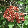 rouge Des Arbustes Leea Rouge, West Indian Houx, Houx Hawaïen Photo et les caractéristiques