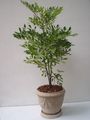 Indoor Plants Red Leea, West Indian Holly, Hawaiian Holly Flower shrub white Photo