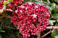 Kapalı bitkiler Kırmızı Leea, Batı Hint Kutsal, Hawai Holly çiçek çalı pembe fotoğraf