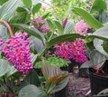 Indoor Plants Showy Melastome Flower shrub, Medinilla pink Photo