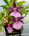 purple Herbaceous Plant Miltonia Photo and characteristics