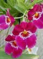 pink Herbaceous Plant Miltonia Photo and characteristics