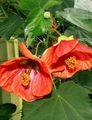 red Tree Flowering Maple, Weeping Maple, Chinese Lantern Photo and characteristics
