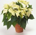 white Herbaceous Plant Poinsettia Photo and characteristics