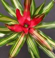 red Herbaceous Plant Bromeliad Photo and characteristics