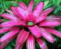 Indoor Plants Bromeliad Flower herbaceous plant, Neoregelia pink Photo