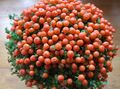 orange  Bead Plant Photo and characteristics