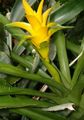 Topfpflanzen Nidularium Blume grasig gelb Foto