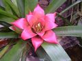 pink Herbaceous Plant Nidularium Photo and characteristics