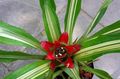 Topfpflanzen Nidularium Blume grasig rot Foto