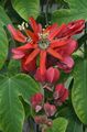 Szobanövények Golgotavirág kúszónövény, Passiflora piros fénykép