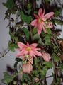 Indoor Plants Passion flower liana, Passiflora pink Photo