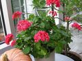 red Herbaceous Plant Geranium Photo and characteristics