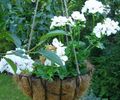 Topfpflanzen Geranie Blume grasig, Pelargonium weiß Foto