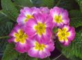 pink Herbaceous Plant Primula, Auricula Photo and characteristics