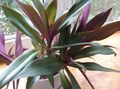 purple Herbaceous Plant Rhoeo Tradescantia Photo and characteristics