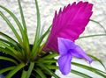 lilac Herbaceous Plant Tillandsia Photo and characteristics