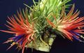 үй өсімдіктер Зеленая Tillandsiya Гүл шөпті, Tillandsia қызыл Фото