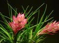 Pokojowe Rośliny Tillandsia Zielony Kwiat trawiaste różowy zdjęcie