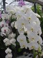 white Herbaceous Plant Phalaenopsis Photo and characteristics