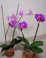 Le piante domestiche Phalaenopsis Fiore erbacee lilla foto